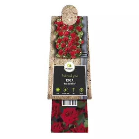 Klimplant Rosa Red Climber - Klimroos Rood - afbeelding 2