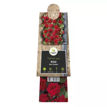 Klimplant Rosa Red Climber - Klimroos Rood - afbeelding 2