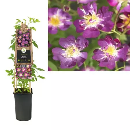 Klimplant Rosa Veilchenblau - Klimroos Paars - afbeelding 1