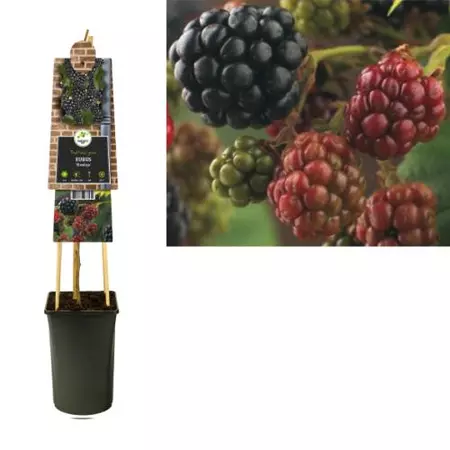 Klimplant Rubus Black Satin - Zwarte Bramen - afbeelding 1