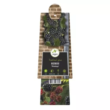 Klimplant Rubus Black Satin - Zwarte Bramen - afbeelding 2