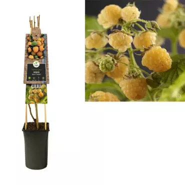 Klimplant Rubus idaeus Fallgold - Gele Bramen - afbeelding 1