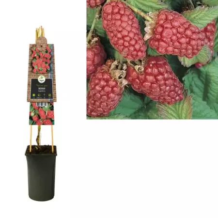 Klimplant Rubus Loganberry - Rode Bramen - afbeelding 1