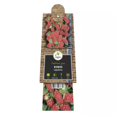 Klimplant Rubus Loganberry - Rode Bramen - afbeelding 2