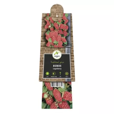 Klimplant Rubus Loganberry - Rode Bramen - afbeelding 2