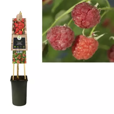 Klimplant Rubus Malling Promise - Rode Bramen - afbeelding 1