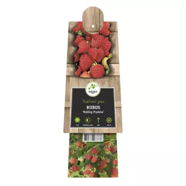 Klimplant Rubus Malling Promise - Rode Bramen - afbeelding 2