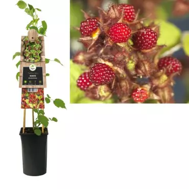 Klimplant Rubus Phoenicolasius - Rode Bramen - afbeelding 1