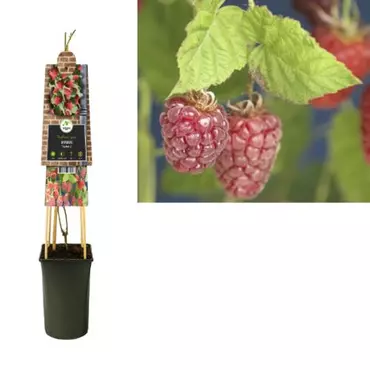 Klimplant Rubus Tayberry - Rode Bramen - afbeelding 1