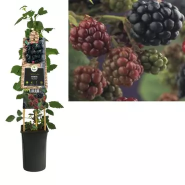 Klimplant Rubus Thornfree - Zwarte Bramen - afbeelding 1