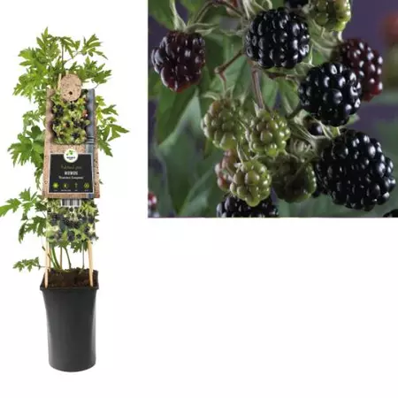 Klimplant Rubus Thornless Evergreen - Groene Bramen - afbeelding 1