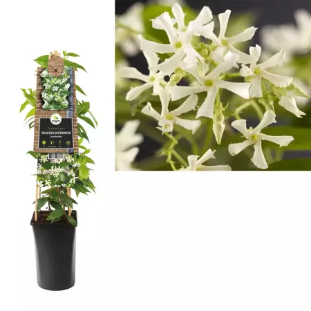 Klimplant Trachelospermum jasminoides - Toscaanse Jasmijn