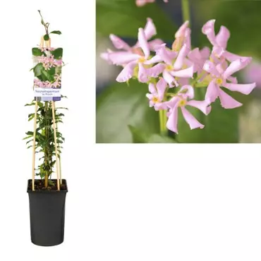 Klimplant Trachelospermum Pink Air - Roze Jasmijn