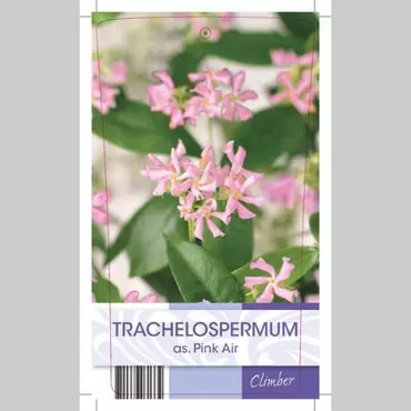 Klimplant Trachelospermum Pink Air