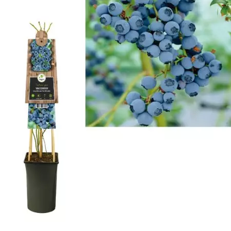 Klimplant Vaccinium Corymbosum Goldtraube - Blauwe Bessen - afbeelding 1