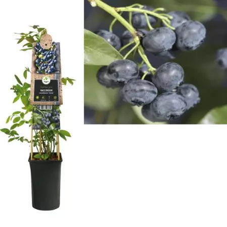 Klimplant Vaccinium corymbosum Jersey - Blauwe Bessen - afbeelding 1