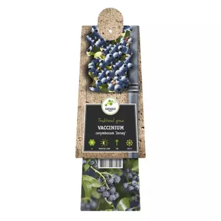 Klimplant Vaccinium corymbosum Jersey - Blauwe Bessen - afbeelding 2