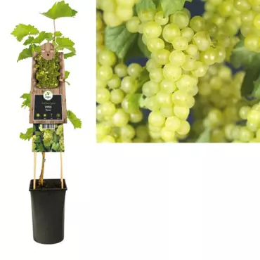 Klimplant Vitis Bianca - Witte Druiven - afbeelding 1