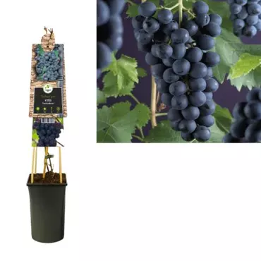 Klimplant Vitis Boskoop Glory - Blauwe Druiven - afbeelding 1