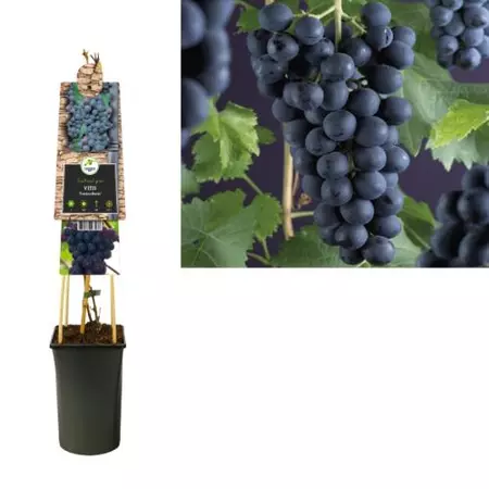 Klimplant Vitis Frankenthaler - Blauwe Druiven - afbeelding 1