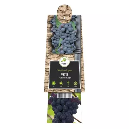 Klimplant Vitis Frankenthaler - Blauwe Druiven - afbeelding 2