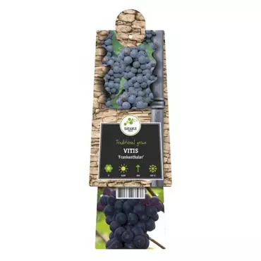 Klimplant Vitis Frankenthaler - Blauwe Druiven - afbeelding 2
