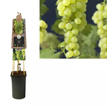 Klimplant Vitis Himrod - Witte Druiven - afbeelding 1