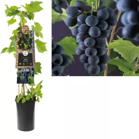 Klimplant Vitis Rembrandt - Blauwe Druiven - afbeelding 1