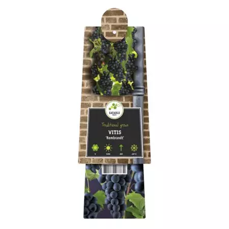 Klimplant Vitis Rembrandt - Blauwe Druiven - afbeelding 2