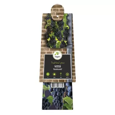 Klimplant Vitis Rembrandt - Blauwe Druiven - afbeelding 2