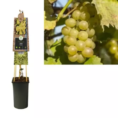 Klimplant Vitis Riesling - Witte Druiven - afbeelding 1