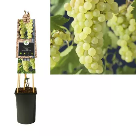 Klimplant Vitis Vroege van der Laan - Witte Druiven - afbeelding 1