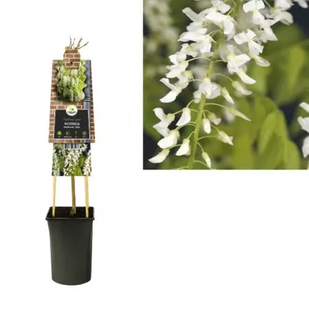 Klimplant Wisteria floribunda  Alba - Witte Blauweregen