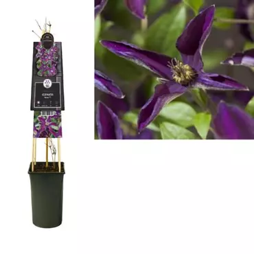 Klimplanten Clematis Noora - Paarse Bosrank 120cm - afbeelding 2