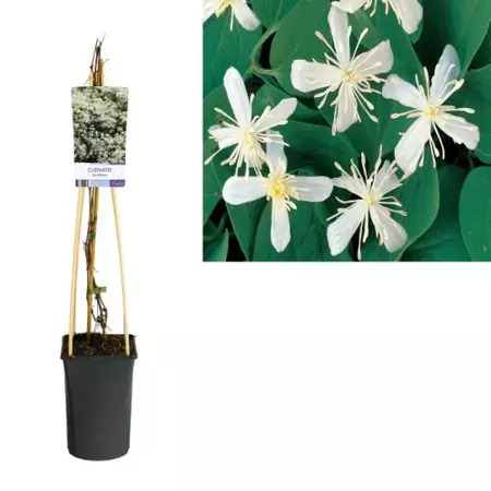 Klimplanten Clematis terniflora - Witte Bosrank - afbeelding 1