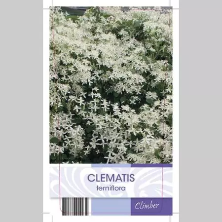Klimplanten Clematis terniflora - Witte Bosrank - afbeelding 2