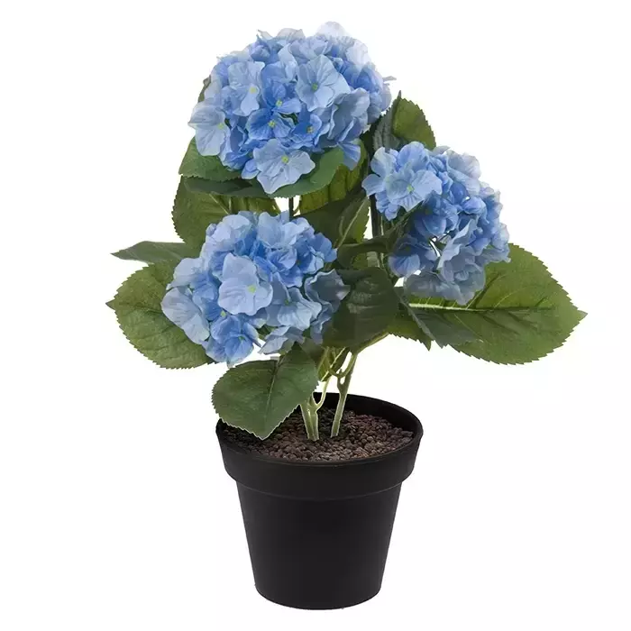 Hortensia in pot