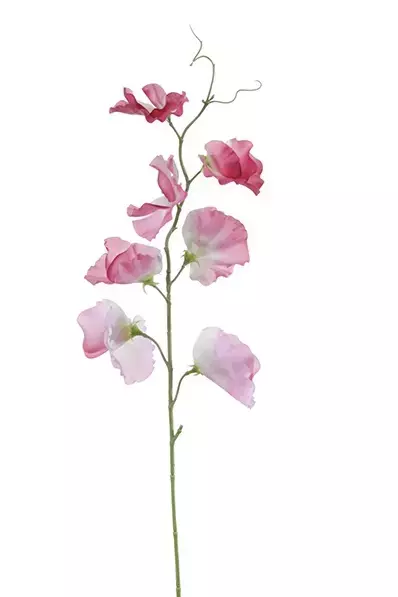 Kunstbloem Lathyrus - Donkerroze