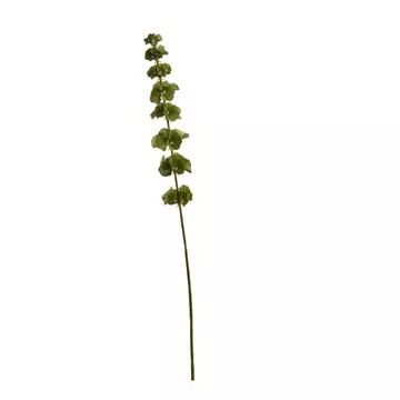 Zijdebloem Molucella