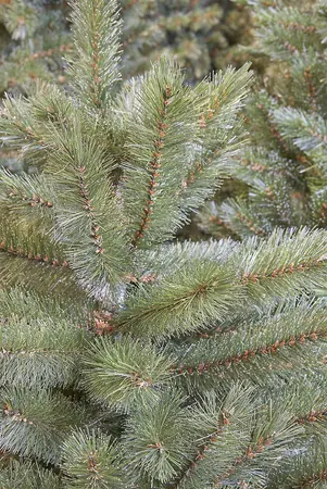 Kunstkerstboom forest frosted d137 x h260cm groen - afbeelding 2