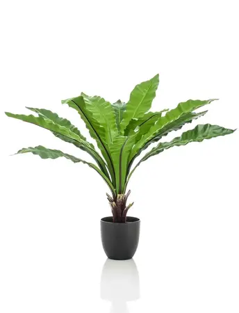 Kunstplant Asplenium Varen - 75cm