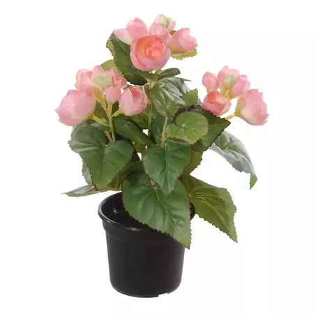 Begonia in pot