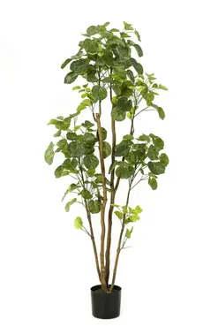 Kunstplant Boom Polyscias - 160cm