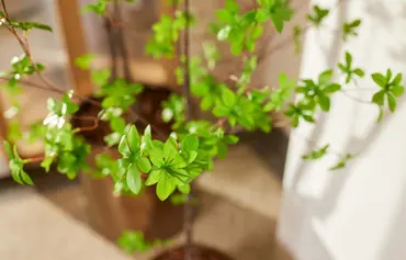 Kunstplant Boom Tropaeolum Speciosum details