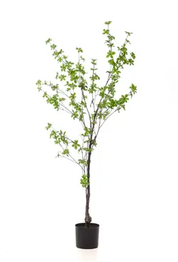 Kunstplant Boom Tropaeolum Speciosum - 150cm