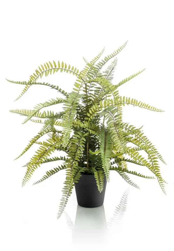 Dracaena Lemon Lime - Drakenbloedboom 21cm 65cm - Verse Kamerplant, Direct van de