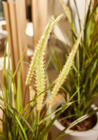 Kunstplant foxtail gras