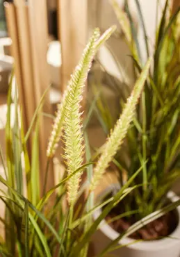 Kunstplant foxtail gras