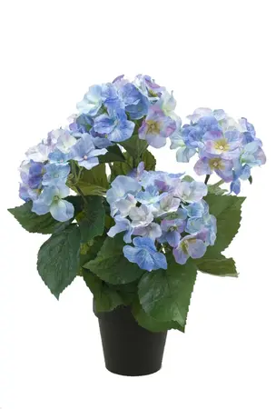 Blauwe kunst hortensia in pot