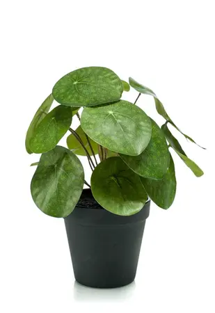 Kunstplant Pilea